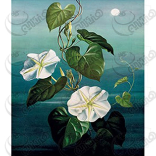 خرید کاغذ ترانسفر، خرید ترانسفر،ترانسفر کادنس، هنری آنلاین، هنر ،هنری