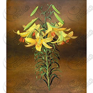 خرید کاغذ ترانسفر، خرید ترانسفر،ترانسفر کادنس، هنری آنلاین، هنر ،هنری