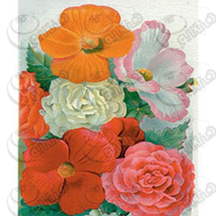 خرید کاغذ ترانسفر، خرید ترانسفر،ترانسفر کادنس، هنری آنلاین، هنر ،هنری