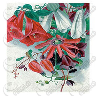 خرید کاغذ ترانسفر، خرید ترانسفر،ترانسفر کادنس، هنری آنلاین، هنر ،هنری