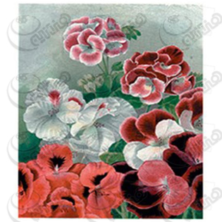 خرید کاغذ ترانسفر، خرید ترانسفر،ترانسفر کادنس، هنری آنلاین، هنر ،هنری