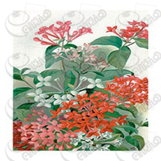 خرید کاغذ ترانسفر، خرید ترانسفر،ترانسفر کادنس، هنری آنلاین، هنر ،هنری