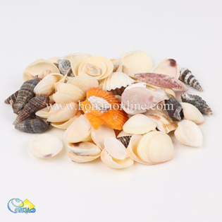 خرید صدف تزئینی،خرید صدف تزیینی،قیمت صدف تزئینی،صدف تزئینی از کجا بخرم،خرید اینترنتی صدف تزئینی در هنری آنلاین