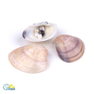 خرید صدف تزئینی ، خرید صدف طبیعی در هنری آنلاین ، هنر ، هنری ، دیجی کالا
