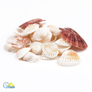 خرید صدف طبیعی ،خرید صدف دکوری و تزئینی در هنری آنلاین