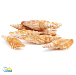 خرید صدف طبیعی ،خرید صدف دکوری و تزئینی در هنری آنلاین	