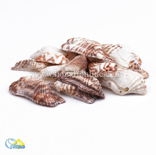 خرید صدف طبیعی ،خرید صدف دکوری و تزئینی در هنری آنلاین