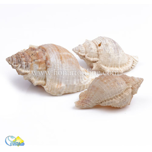 خرید صدف طبیعی ،خرید صدف دکوری و تزئینی در هنری آنلاین