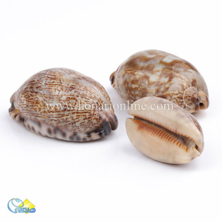 خرید صدف طبیعی ،خرید صدف دکوری و تزئینی در هنری آنلاین