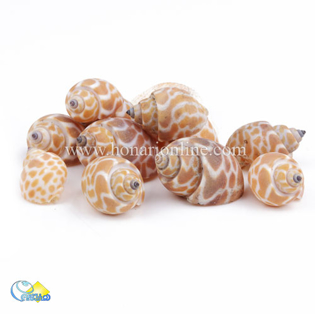 خرید صدف طبیعی ،خرید صدف دکوری و تزئینی در هنری آنلاین