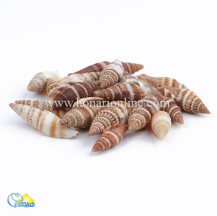 خرید صدف طبیعی ،خرید صدف دکوری و تزئینی در هنری آنلاین